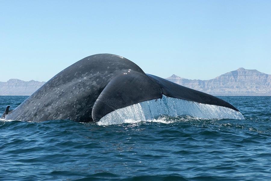 Blue Whale by Christopher Swann/science Photo Library