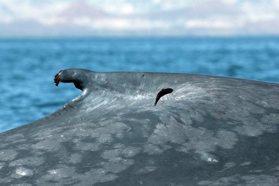 Blue Whale Dorsal Fin Photograph by Christopher Swann/science Photo ...