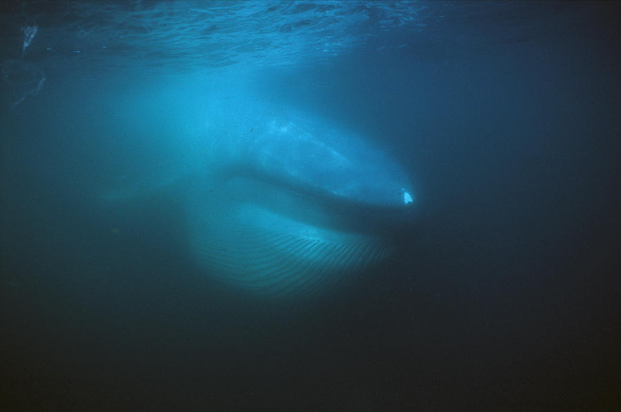 Blue Whale Filter Feeding Sea Of Cortez Photograph by Hiroya Minakuchi