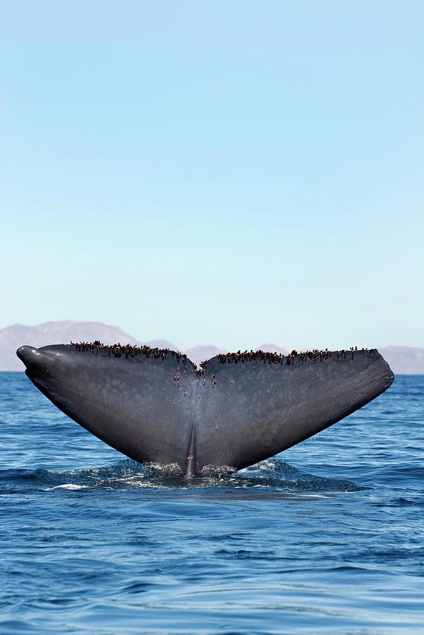 Nature Photograph - Blue Whale Fluking by Christopher Swann/science Photo Library