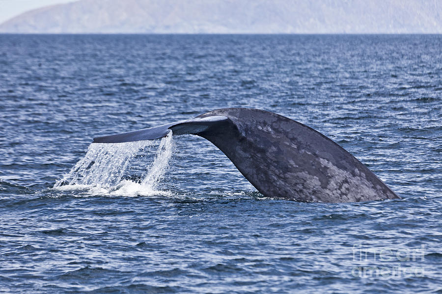 Blue Whale fluking Photograph by Liz Leyden