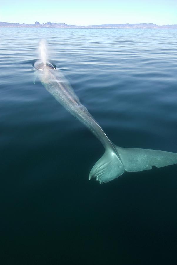 Blue Whale Surfacing Photograph by Christopher Swann/science Photo ...