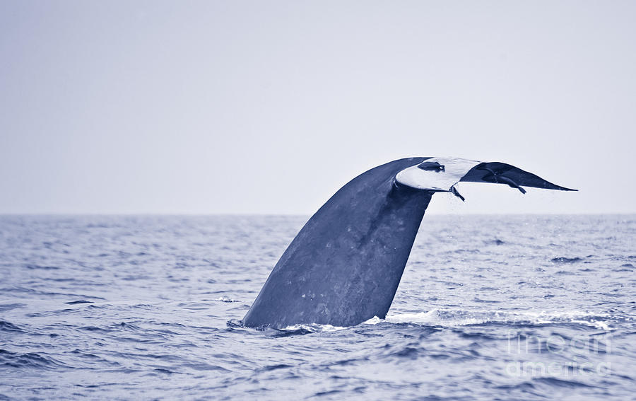 https://images.fineartamerica.com/images-medium-large-5/blue-whale-tail-fluke-with-remoras-liz-leyden.jpg