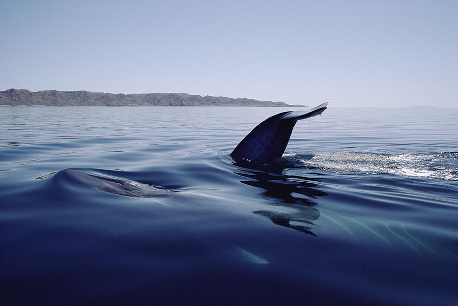Blue Whale Tail Sea Of Cortez Mexico Photograph by Flip Nicklin