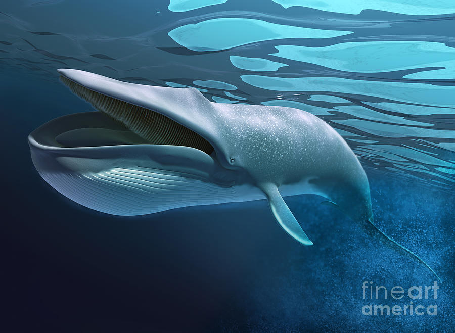 Nature Digital Art - Blue Whale Underwater With Caustics by Leonello Calvetti