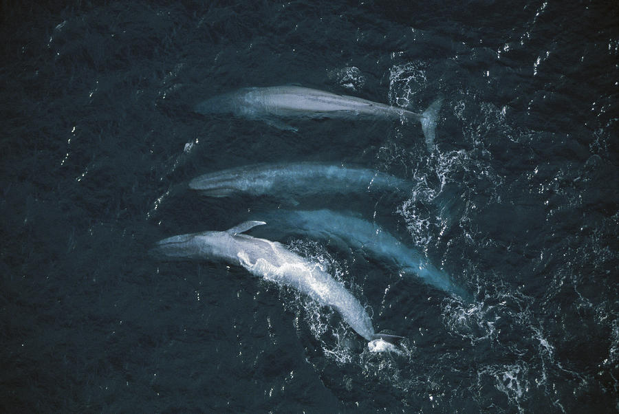 Blue Whales Santa Barbara Channel Photograph by Flip Nicklin