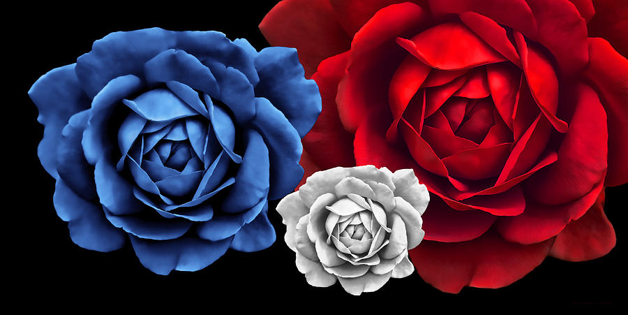Blue White Red Roses Abstract Photograph by Jennie Marie Schell
