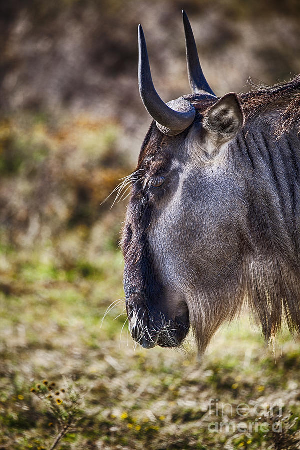 Blue Wildebeest Photograph by Douglas Barnard