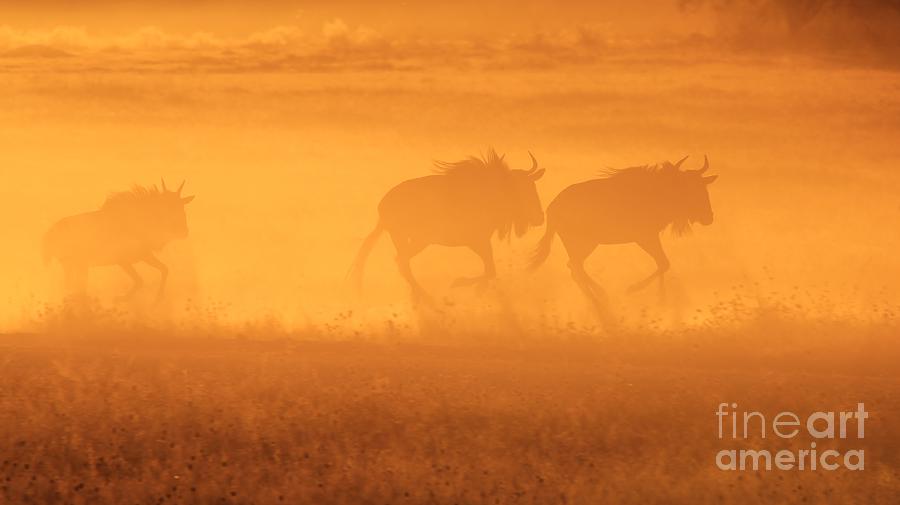 Blue Wildebeest Golden Run - African Wildlife Photograph