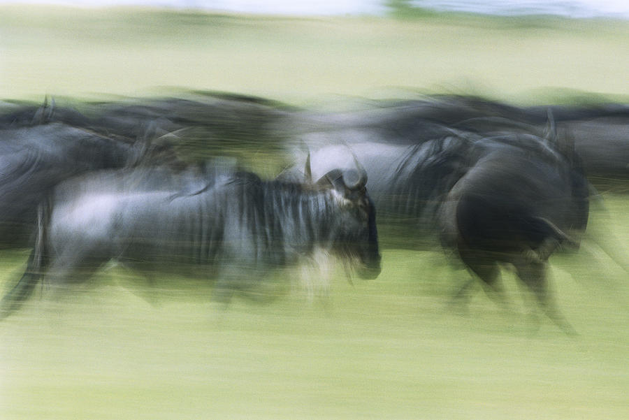 Blue Wildebeest Herd Running Photograph by Konrad Wothe