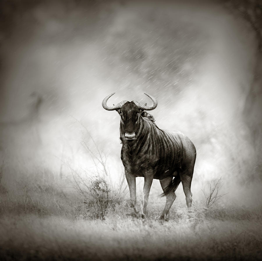 Wildlife Photograph - Blue Wildebeest in rainstorm by Johan Swanepoel
