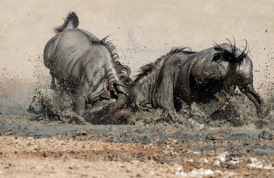 Blue Wildebeest Males Fighting Photograph by Tony Camacho/science Photo Library