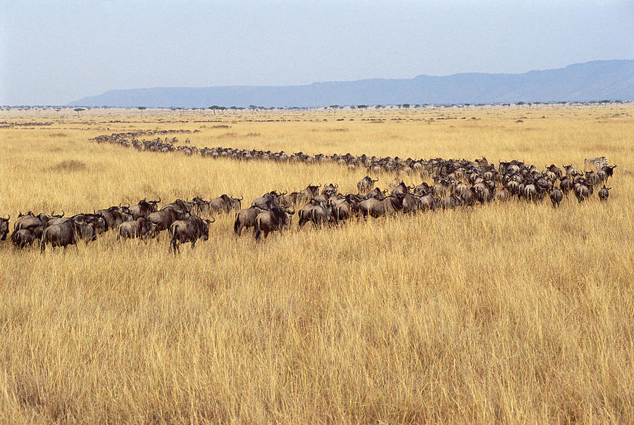Blue Wildebeest Migrating Masai Mara Photograph by Gerry Ellis