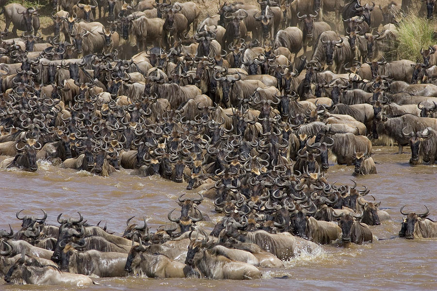 Blue Wildebeest Migration Photograph by Suzi Eszterhas