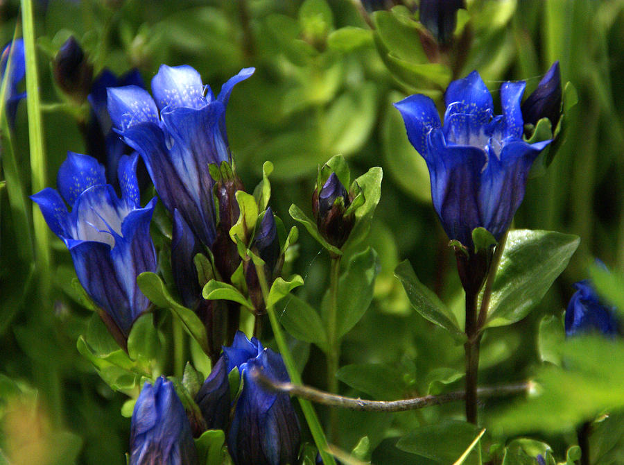 Blue Wildflower 2 Photograph by Robert Lozen