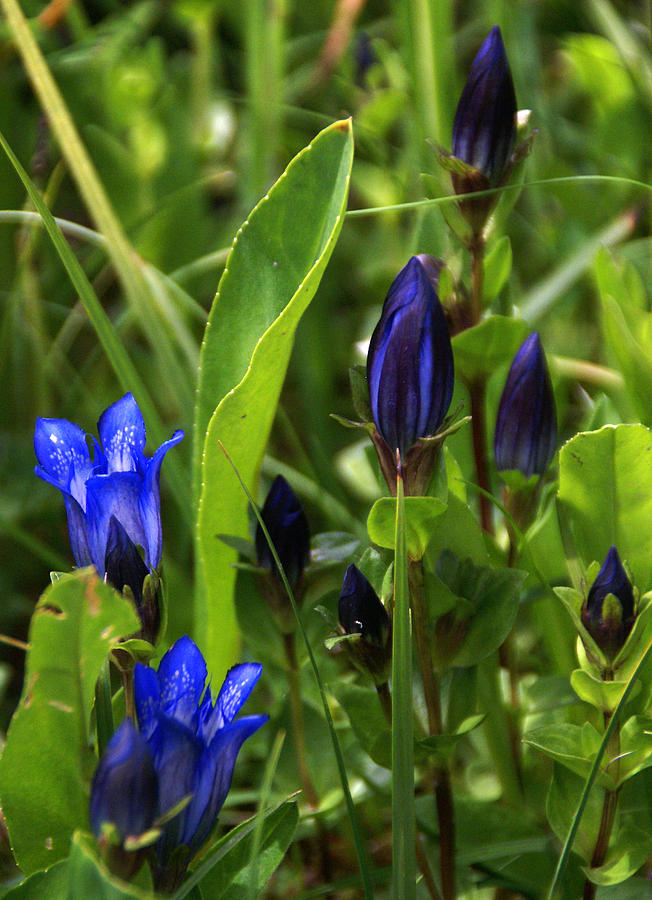Blue Wildflower 3 Photograph by Robert Lozen