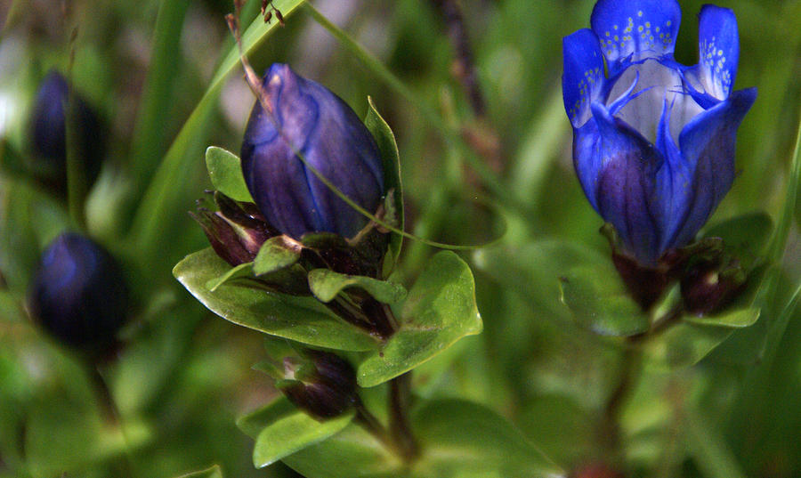 Blue Wildflower 4 Photograph by Robert Lozen