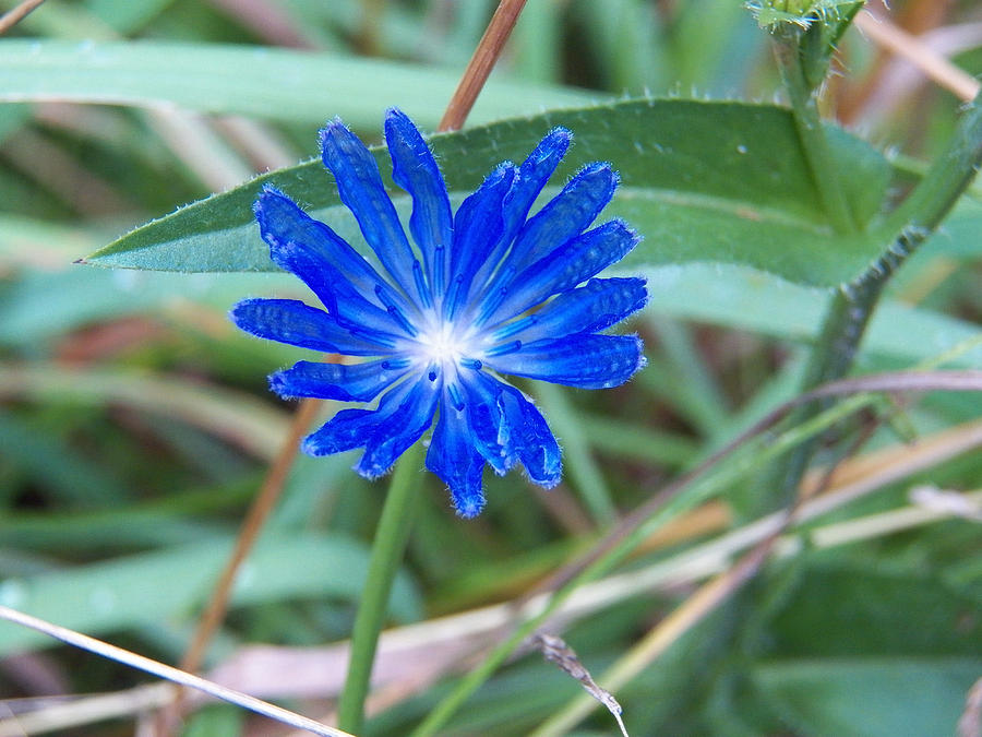 Blue Wildflower Photograph by Corinne Elizabeth Cowherd