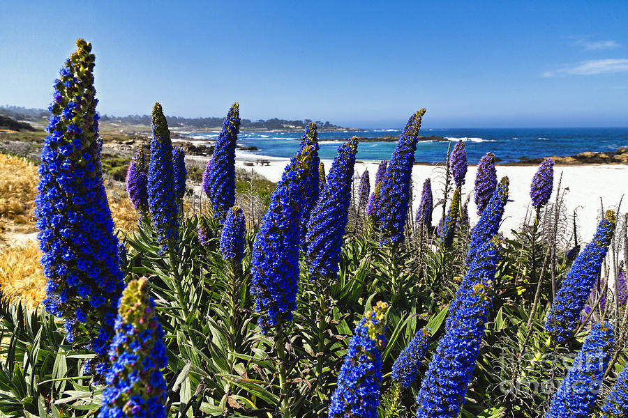 Blue Wildflowers of Pebble Beach Photograph by George Oze | Pixels