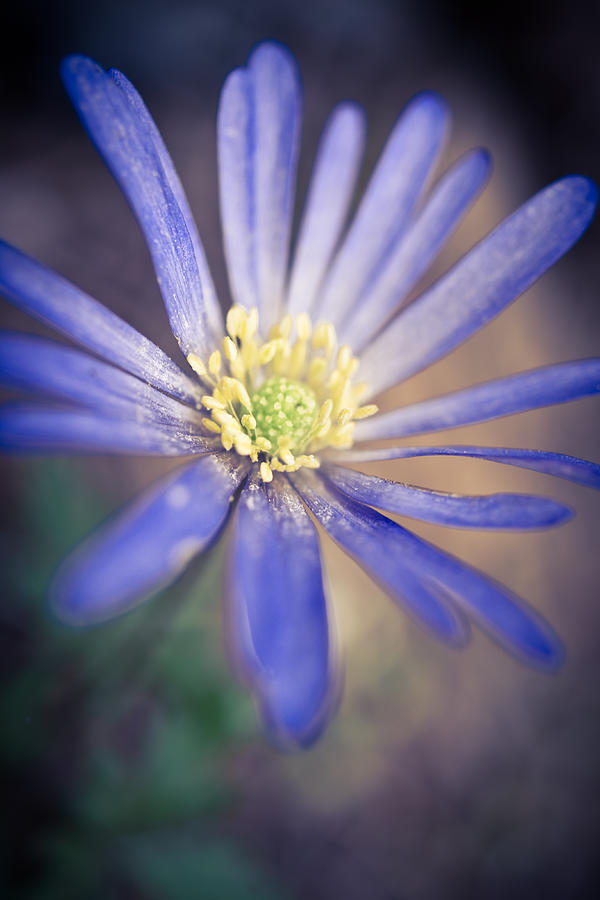 Blue Windflower Photograph by Priya Ghose