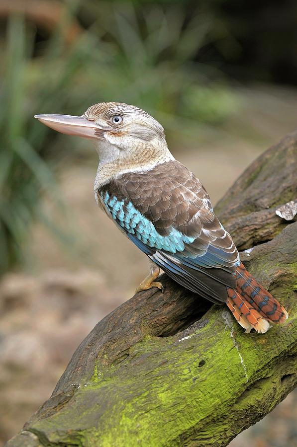 Animal Photograph - Blue-winged Kookaburra by Bildagentur-online/mcphoto-schulz