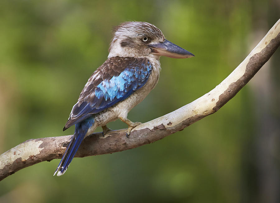 Blue-winged Kookaburra Queensland Photograph by Martin Willis