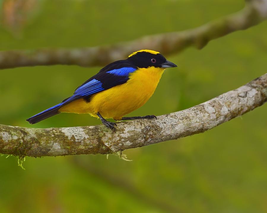 Blue-winged Mountain Tanager Photograph by Tony Beck