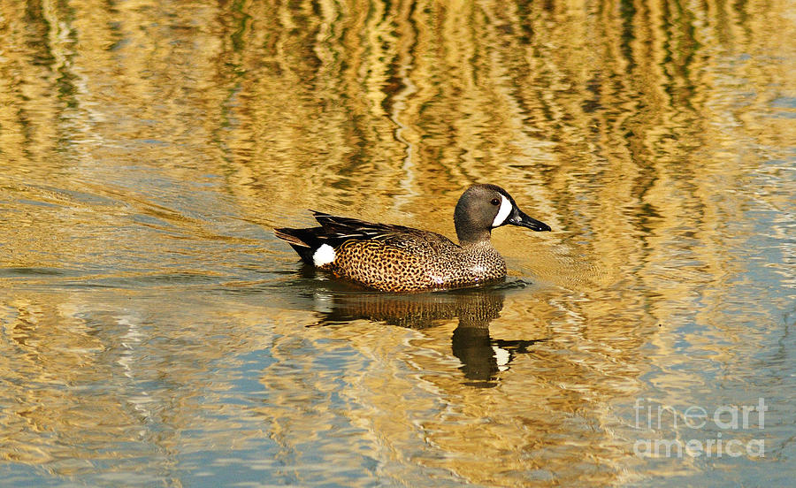 Blue Winged Teal 2 Photograph by Vivian Christopher