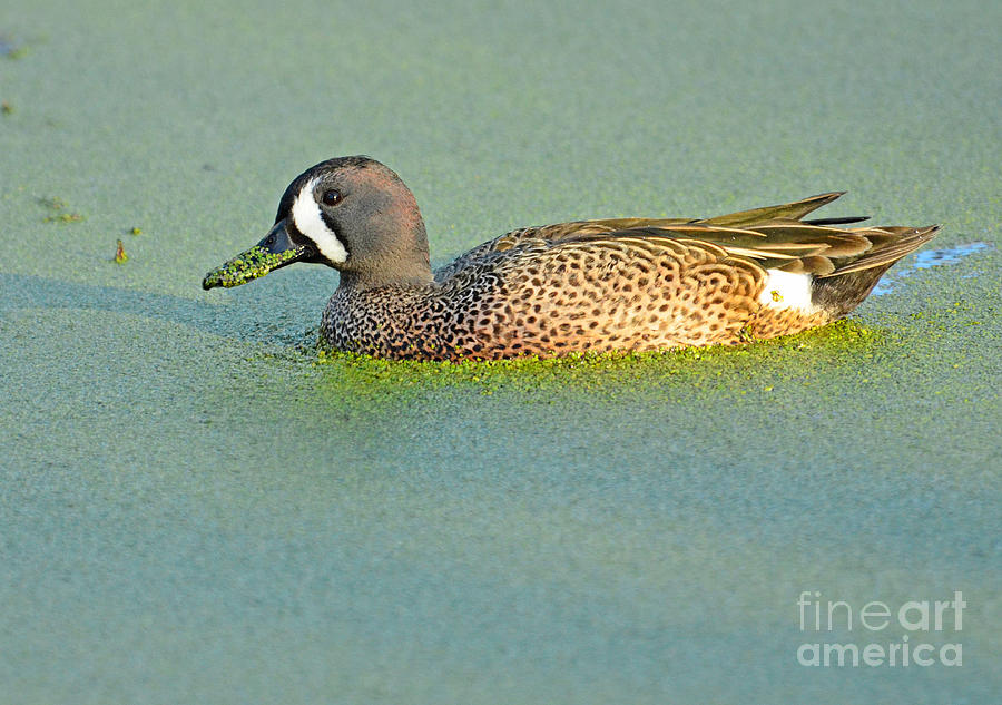 Blue-winged Teal Anas Discors Photograph by John Serrao