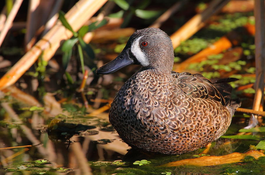 Blue-winged Teal Photograph by Bruce J Robinson