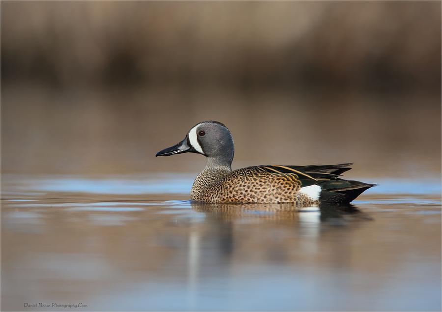 Blue Winged Teal Photograph by Daniel Behm