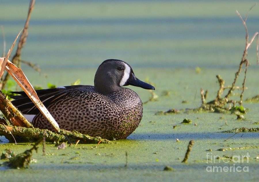 Blue Winged Teal Duck Photograph by Kathy Baccari