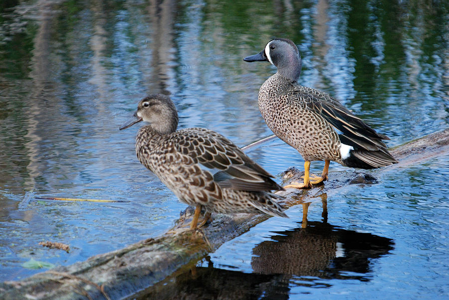 Blue-winged Teal Ducks Photograph by Janice Adomeit