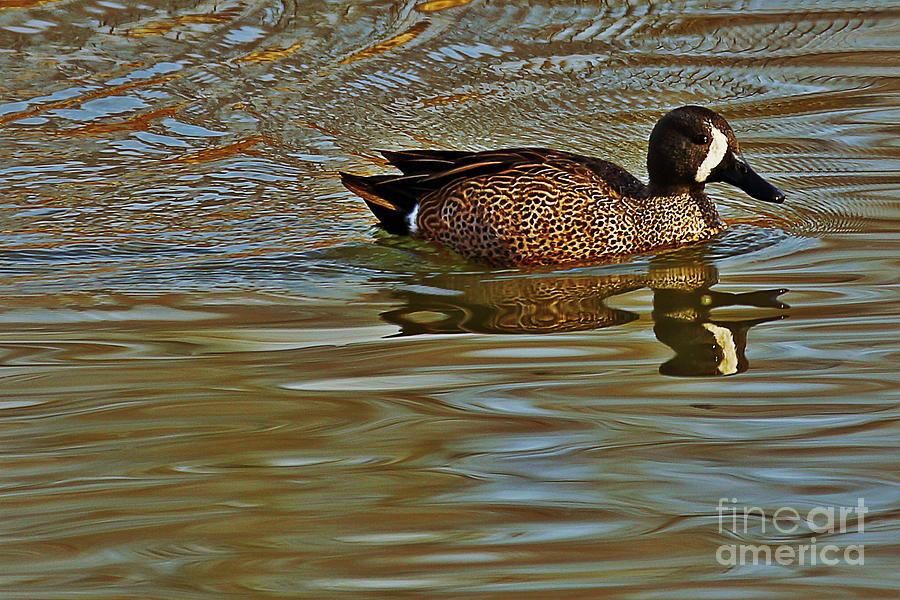 Blue-winged Teal Photograph by Elizabeth Winter