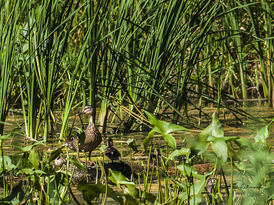 Blue-winged Teal Family Photograph by Ed Peterson