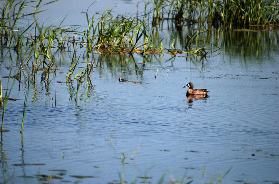 Blue-winged Teal Photograph by Janice Adomeit
