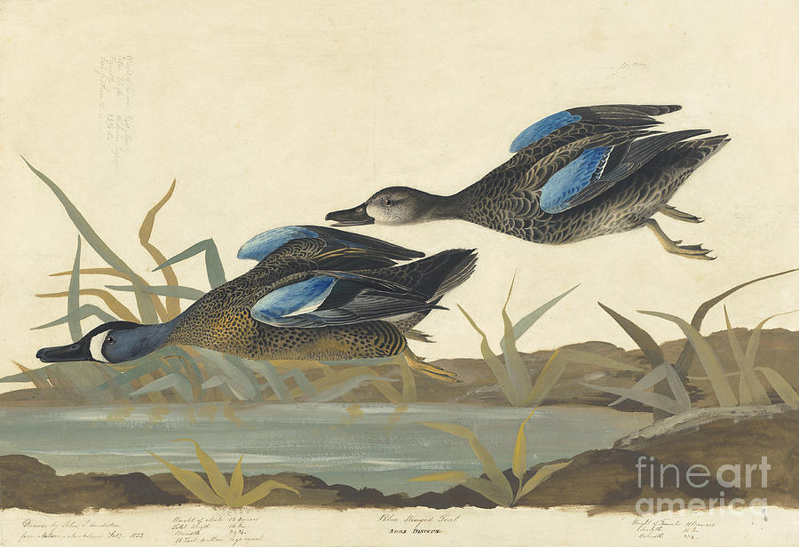 Blue-winged Teal Drawing by Celestial Images