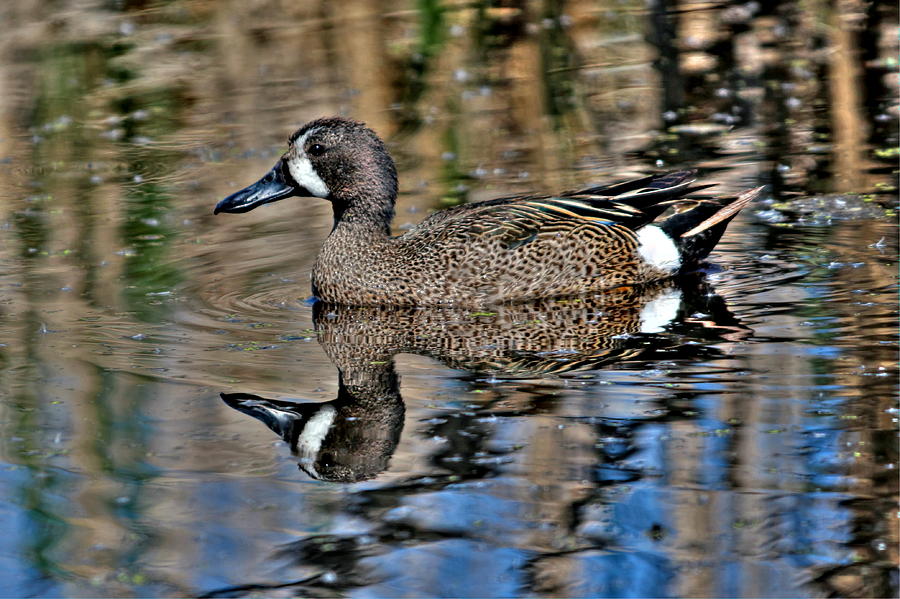 Blue Winged Teal    Photograph by Larry Trupp