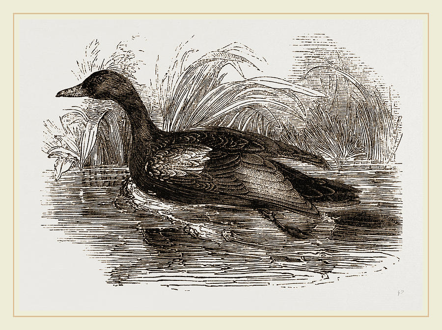 Blue-winged Teal Drawing by Litz Collection - Fine Art America