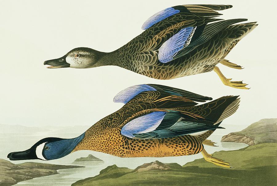 Blue-winged Teal Photograph by Natural History Museum, London/science ...