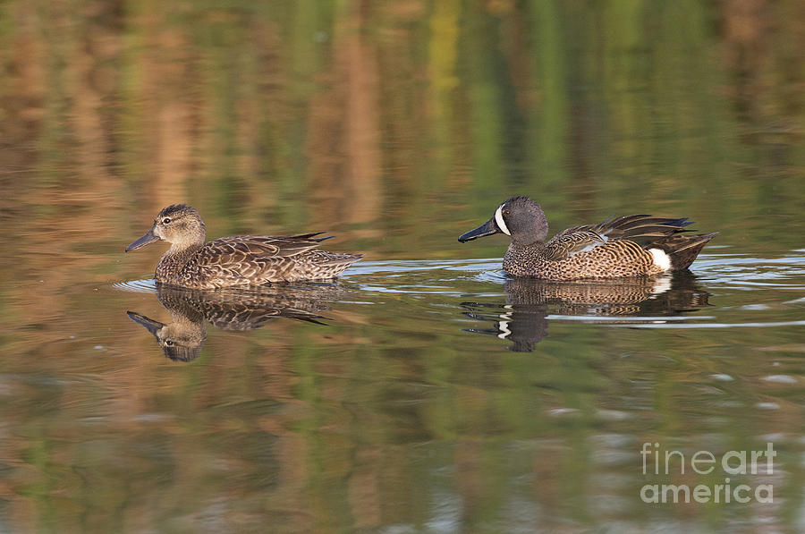 Blue-winged Teal Pair Photograph by Anthony Mercieca