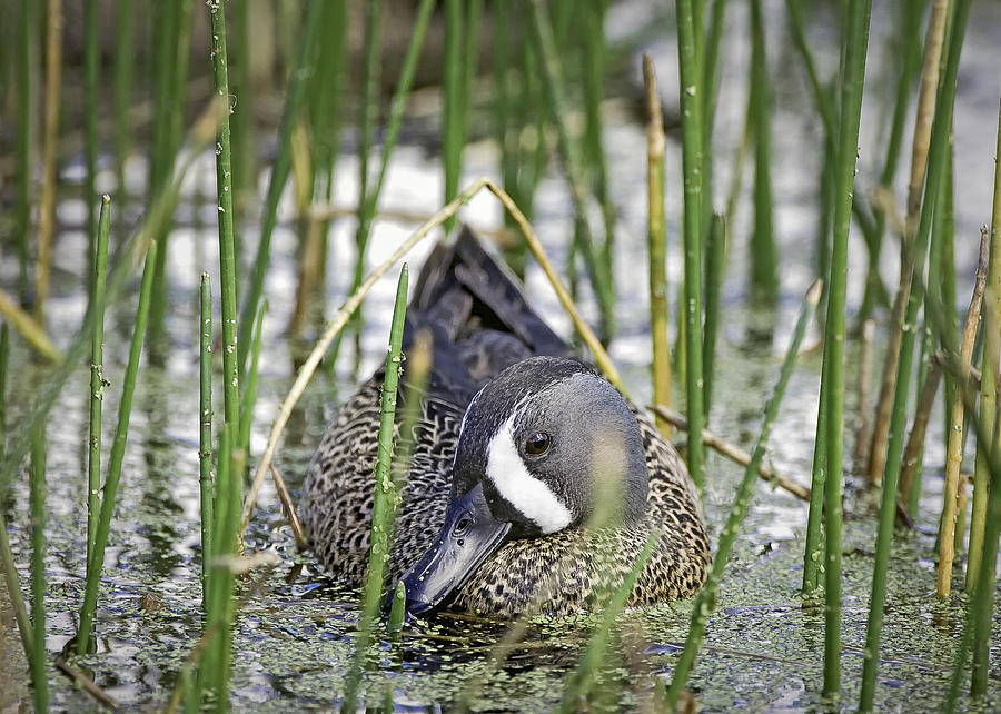 Blue-Winged Teal Photograph by Patrick Lynch - Fine Art America