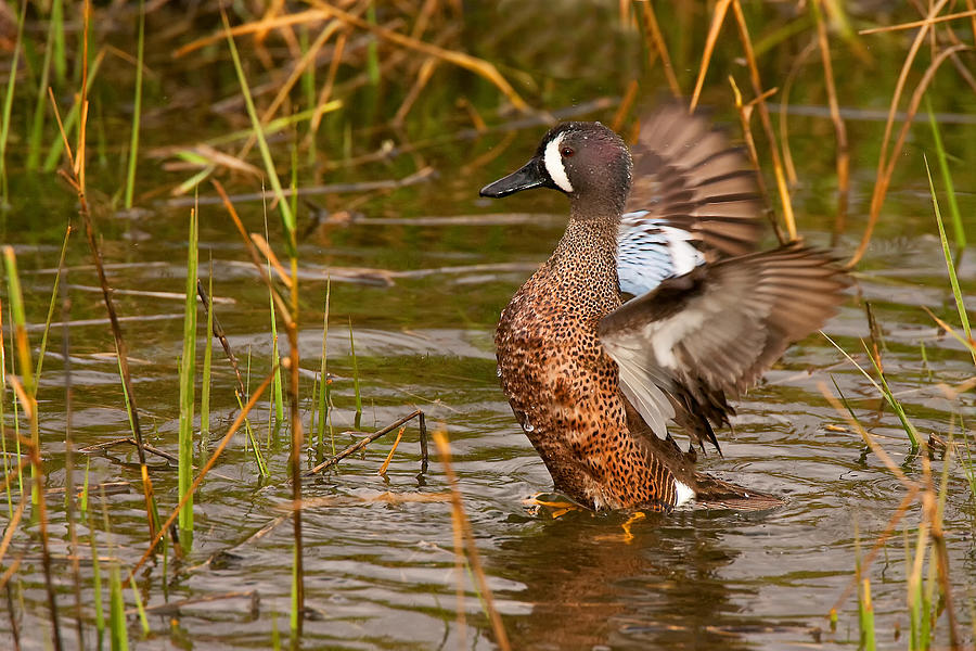 Male Blue-winged Teal Photograph by Ram Vasudev