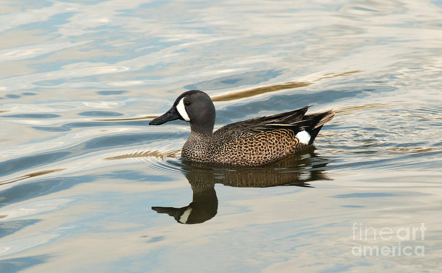 Blue Winged Teal Photograph by Vivian Christopher