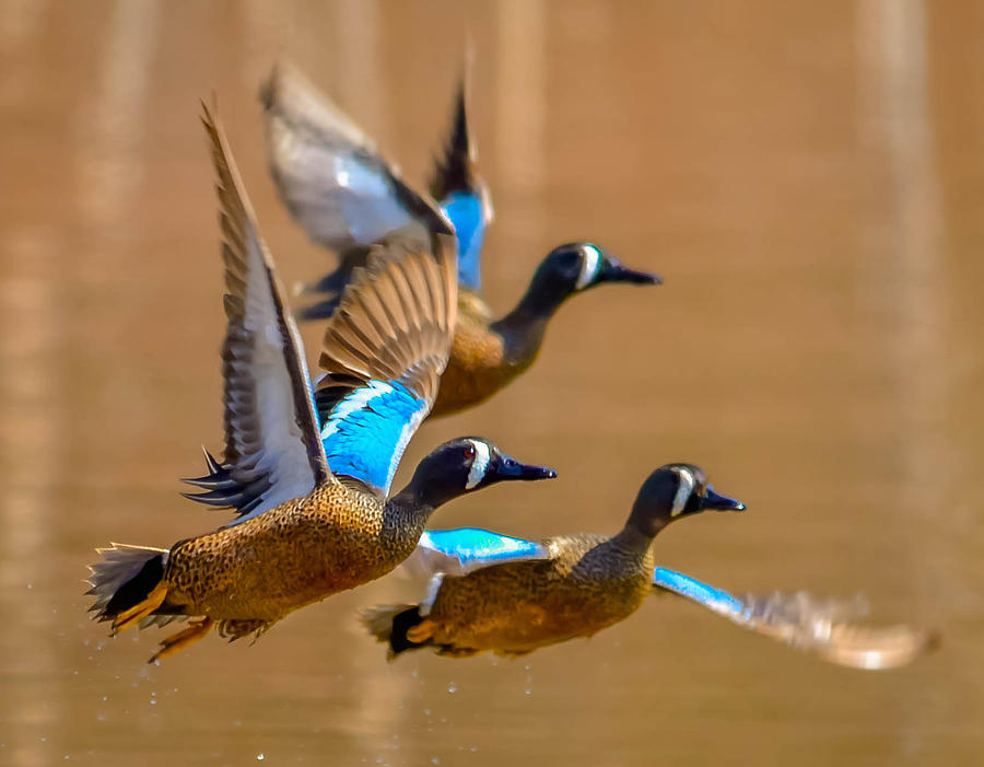 Blue-Winged Teals Photograph by Brian Stevens