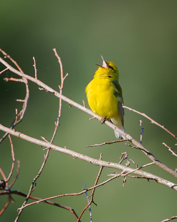 Warbler Photograph - Blue-Winged Warbler by Bill Wakeley