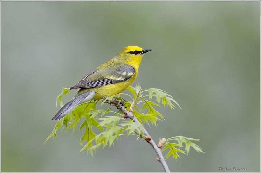 Blue Winged Warbler Photograph by Daniel Behm