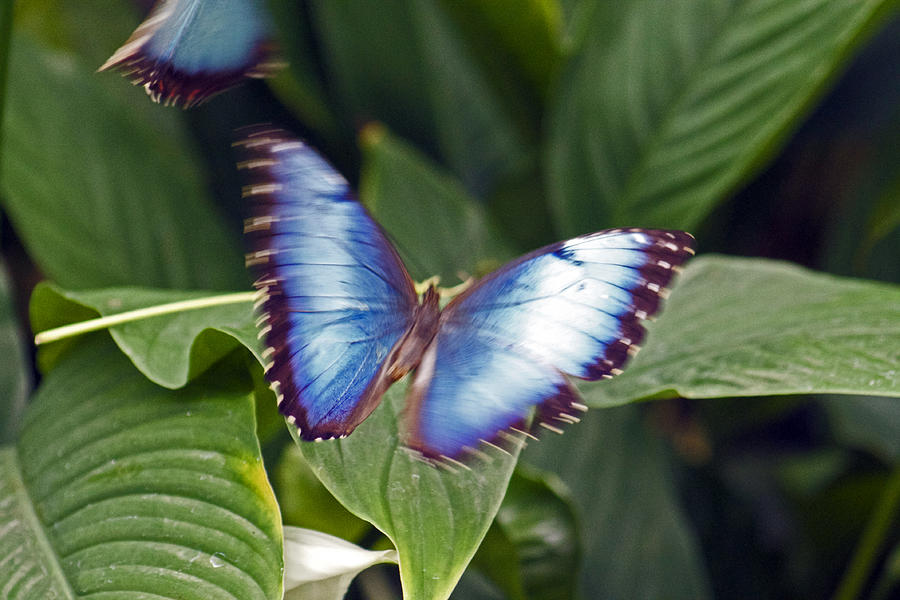 Blue Wings Photograph by Lily K