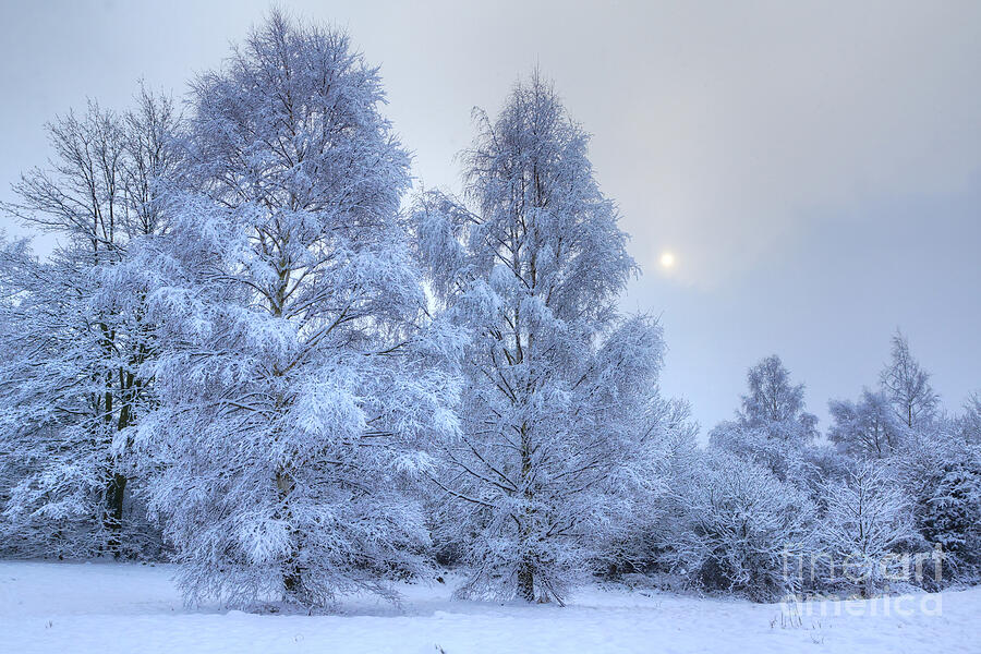 Blue Winter Photograph by David Birchall