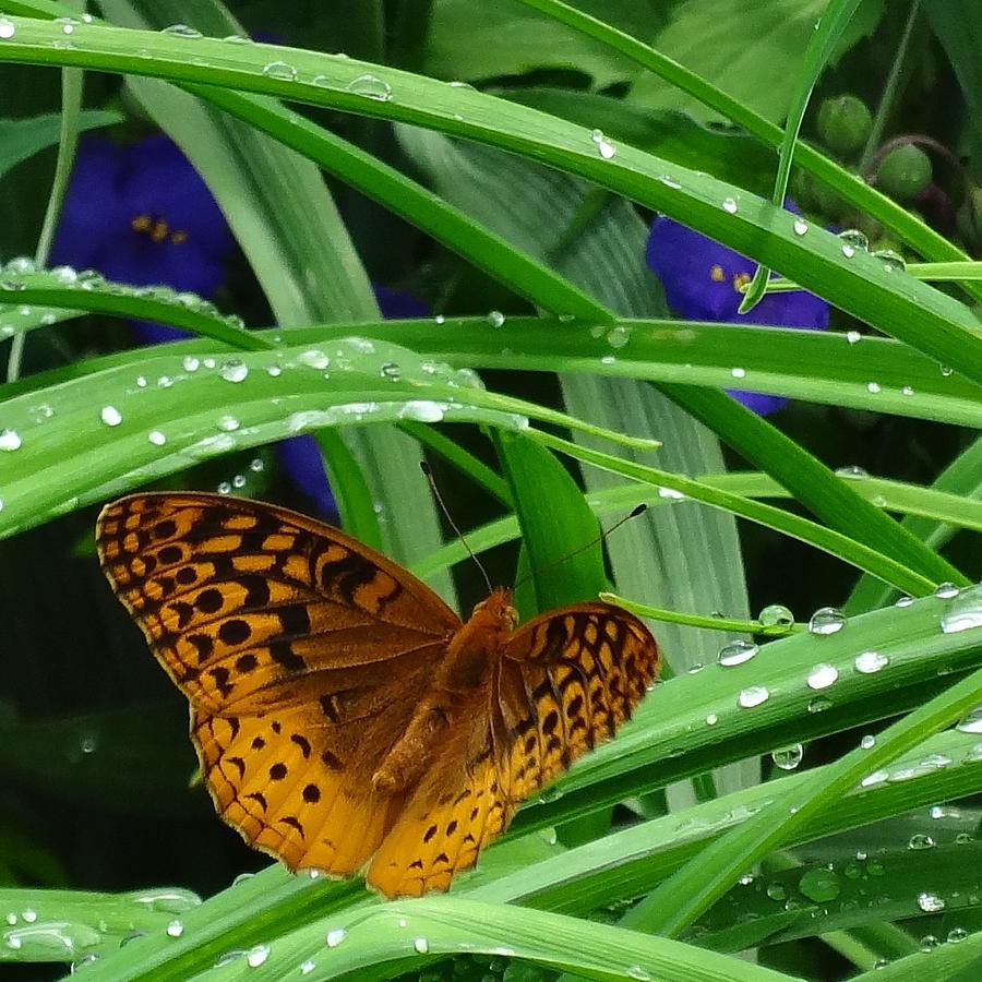 Blue with Butterfly Photograph by Catherine Arcolio